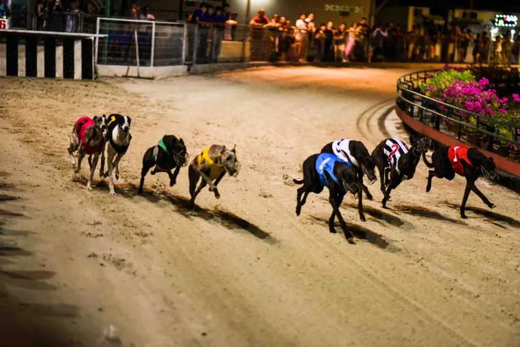 Hướng Dẫn Cách Chơi Game Nhanh Đua Chó W88 Với Tỷ Lệ Ăn Thưởng Cao