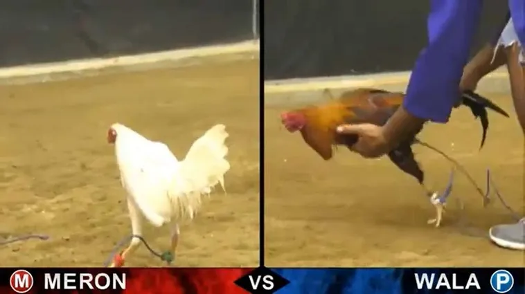 Cách Chơi Đá Gà Sabong Tại W88 Hiểu Luật Và Thắng Lớn Dễ Dàng